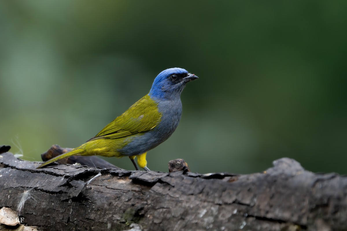 Blue-capped Tanager - ML620121794