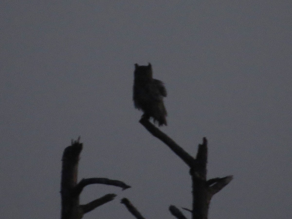 Great Horned Owl - ML620121796