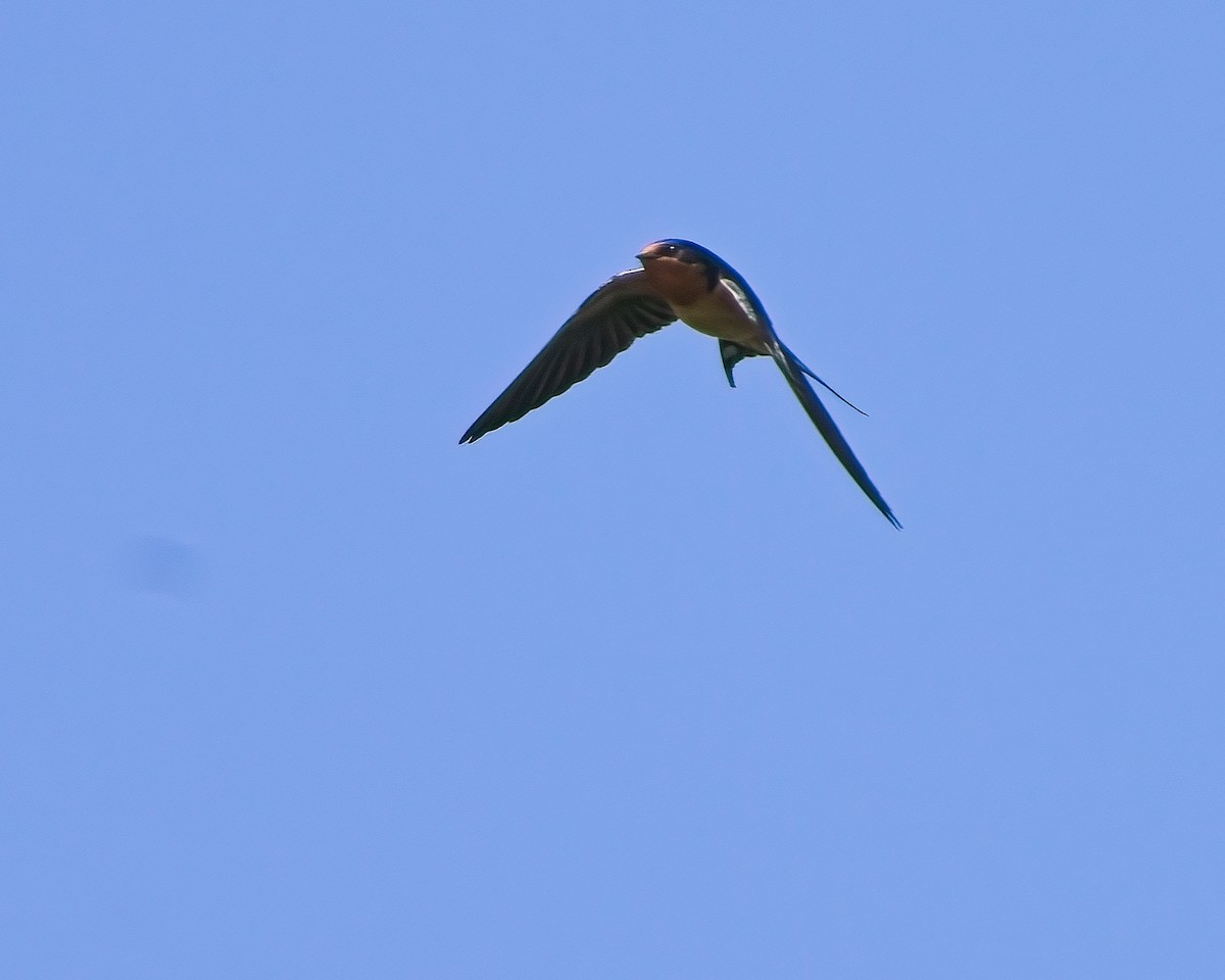 Barn Swallow - ML620121798