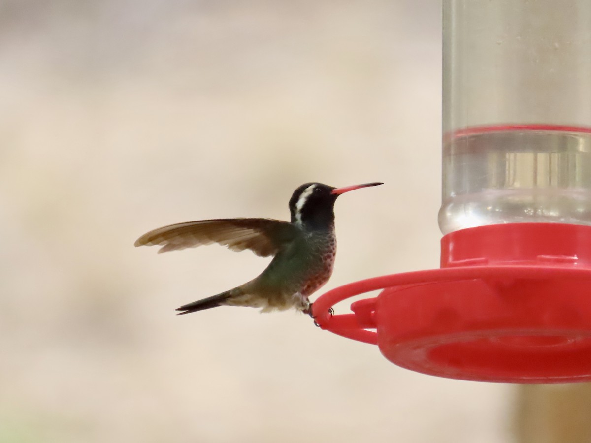 kolibřík bělouchý - ML620121800
