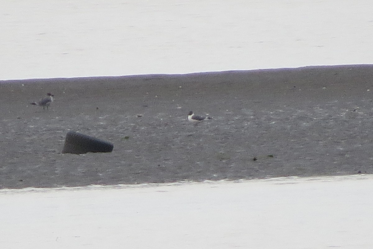 Franklin's Gull - ML620121803