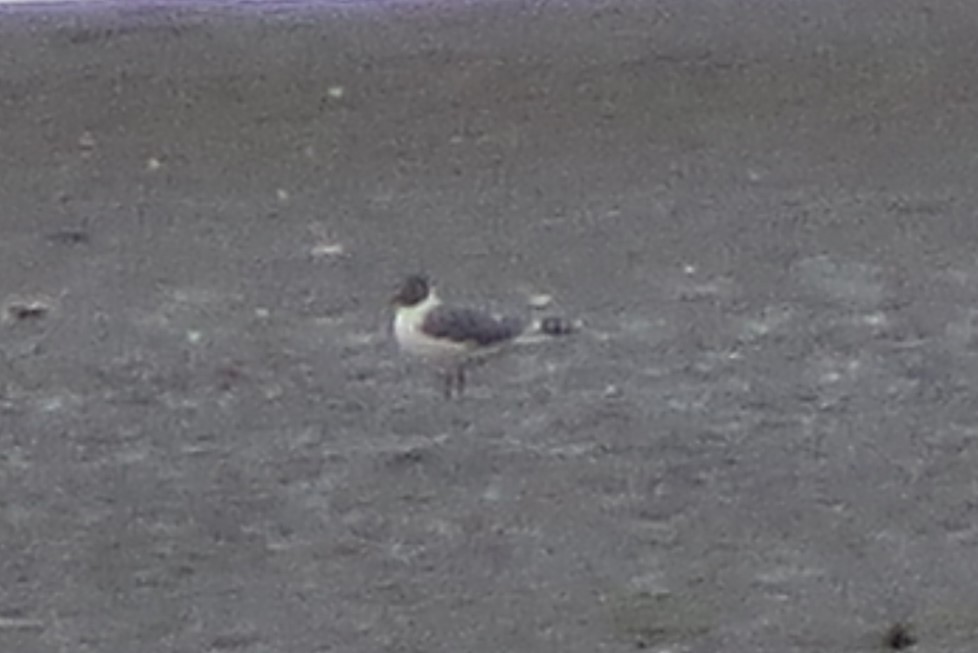 Franklin's Gull - ML620121807