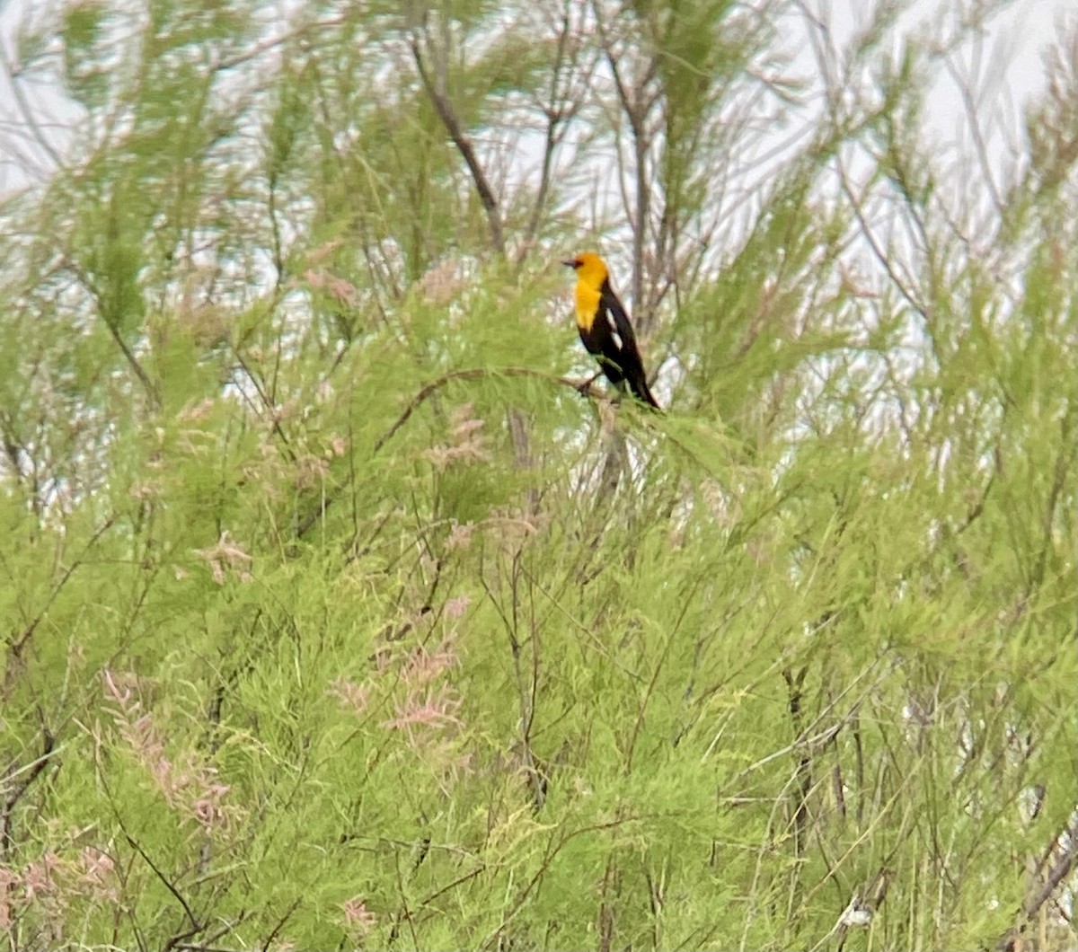 Yellow-headed Blackbird - Brad Saager