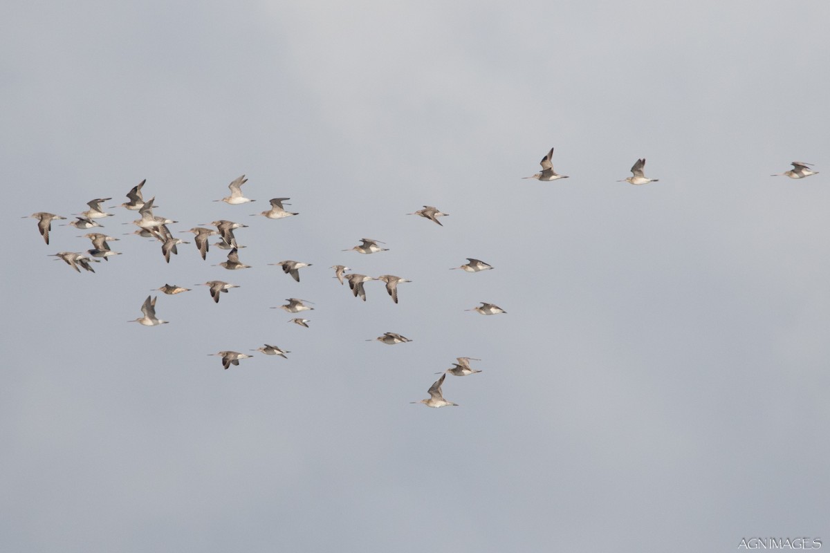 Bar-tailed Godwit - Alison  Nisbett