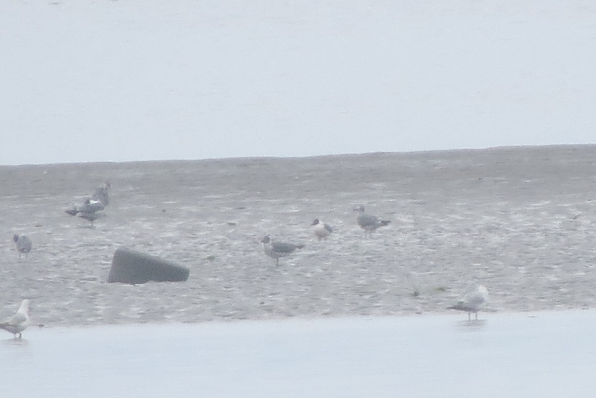 Franklin's Gull - ML620121810
