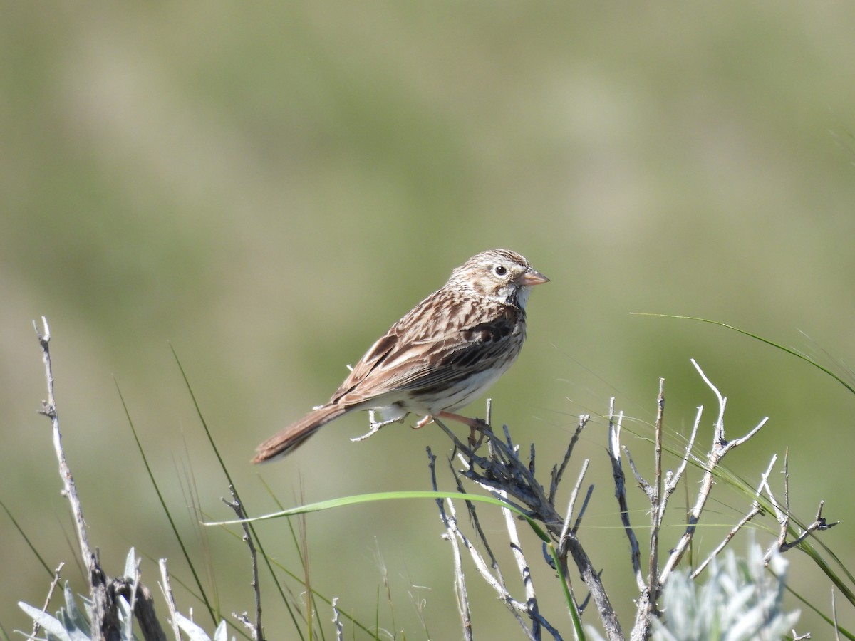 Vesper Sparrow - ML620121814