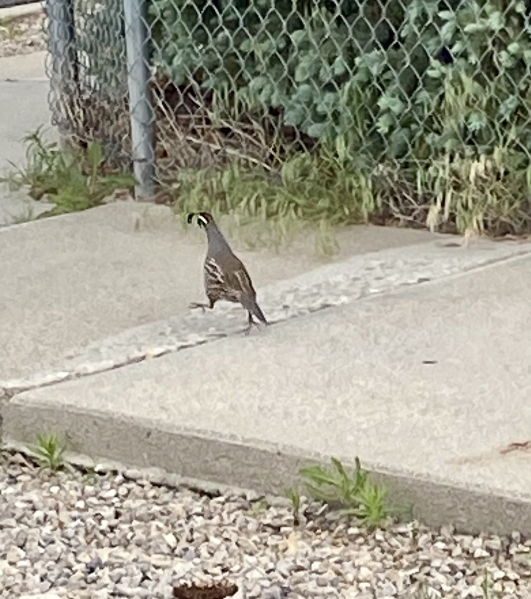 California Quail - ML620121822