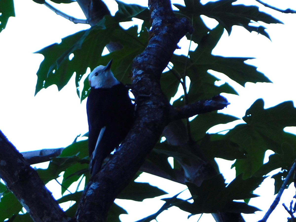 White-headed Woodpecker - ML620121828