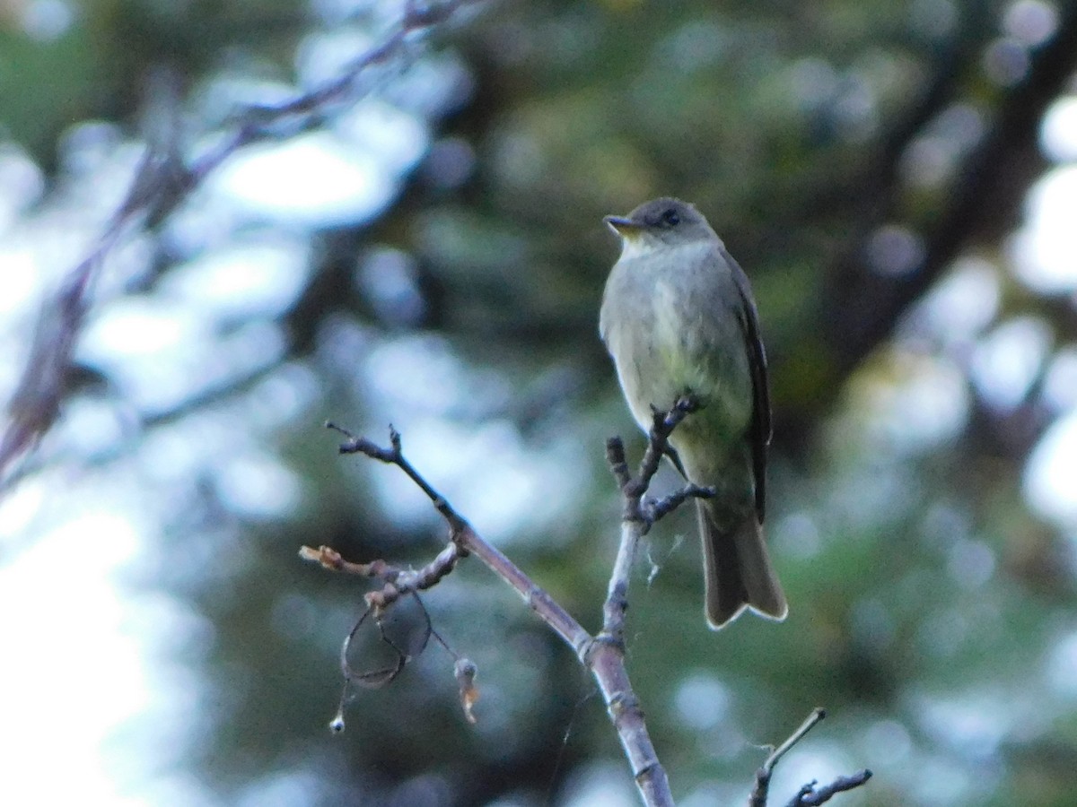 Western Wood-Pewee - ML620121830