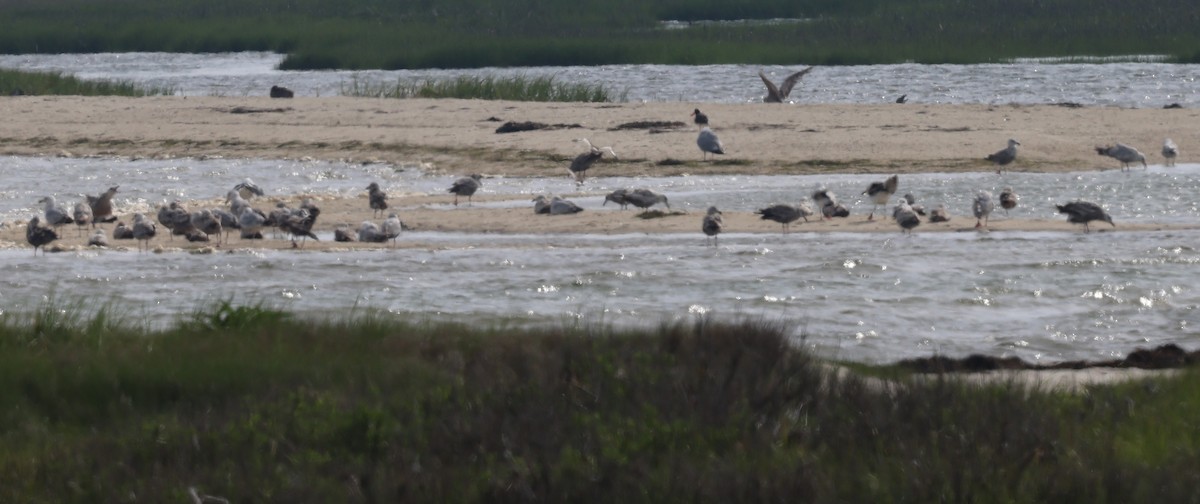 Great Black-backed Gull - ML620121840