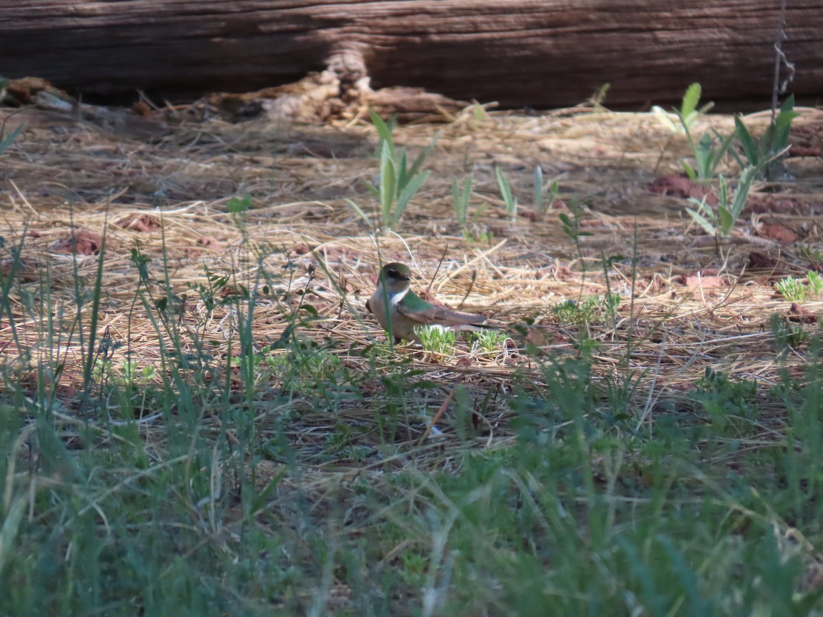 Violet-green Swallow - ML620121850