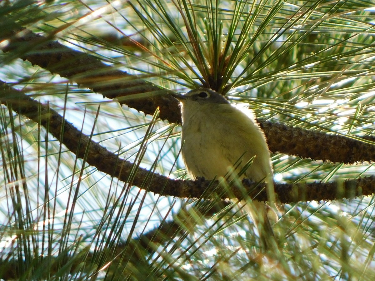 Cassin's Vireo - ML620121851