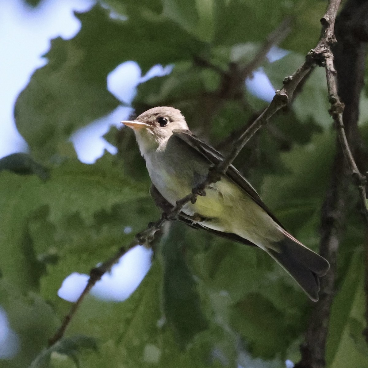 Pioui de l'Est - ML620121853