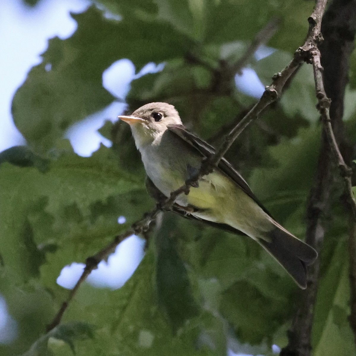 Eastern Wood-Pewee - Michael Burkhart