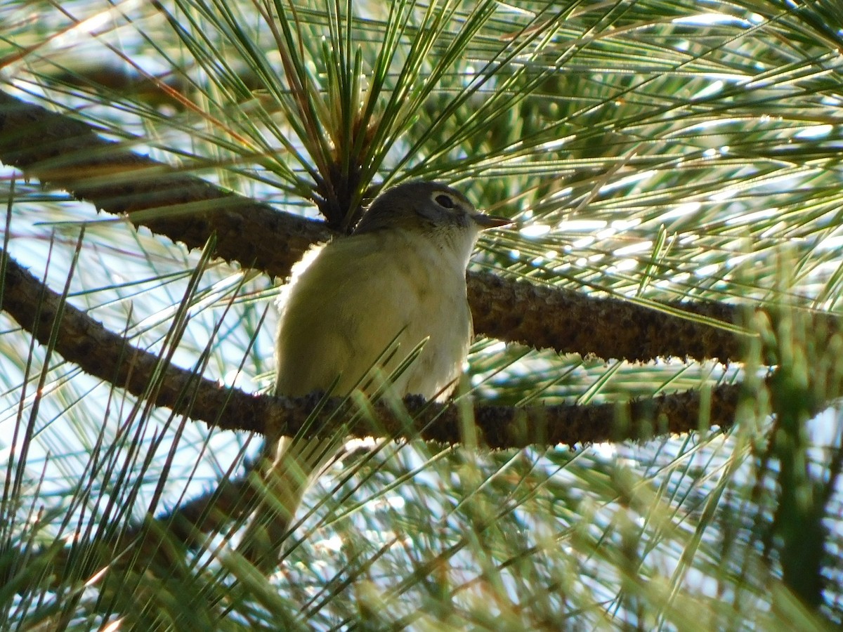 Vireo de Cassin - ML620121855