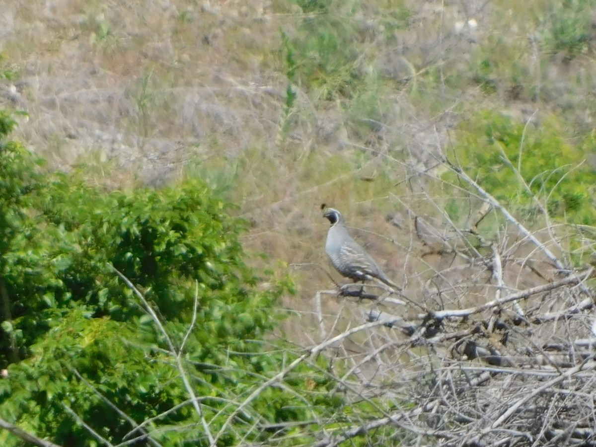 California Quail - ML620121860