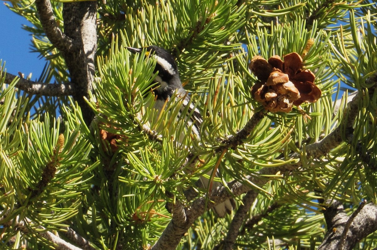 Black-throated Gray Warbler - ML620121865