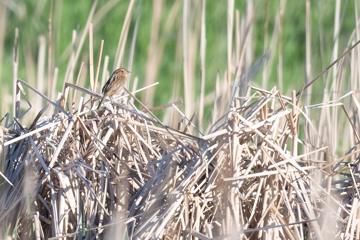 Nelson's Sparrow - ML620121868