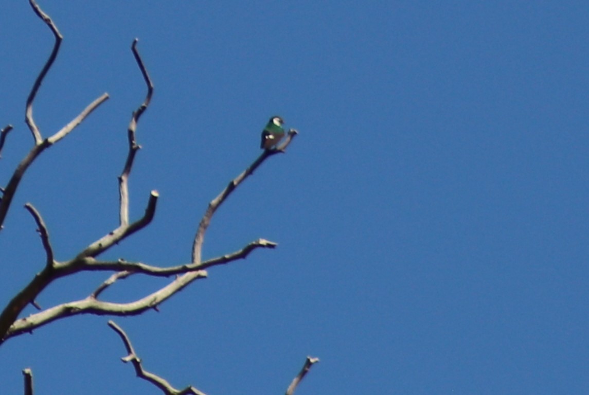 Violet-green Swallow - ML620121888