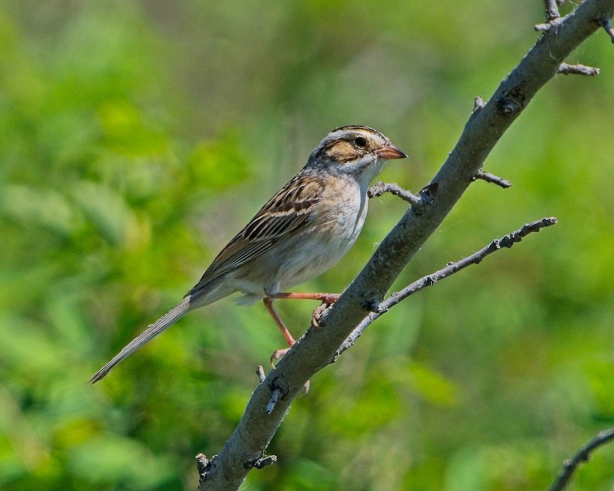 Clay-colored Sparrow - ML620121892