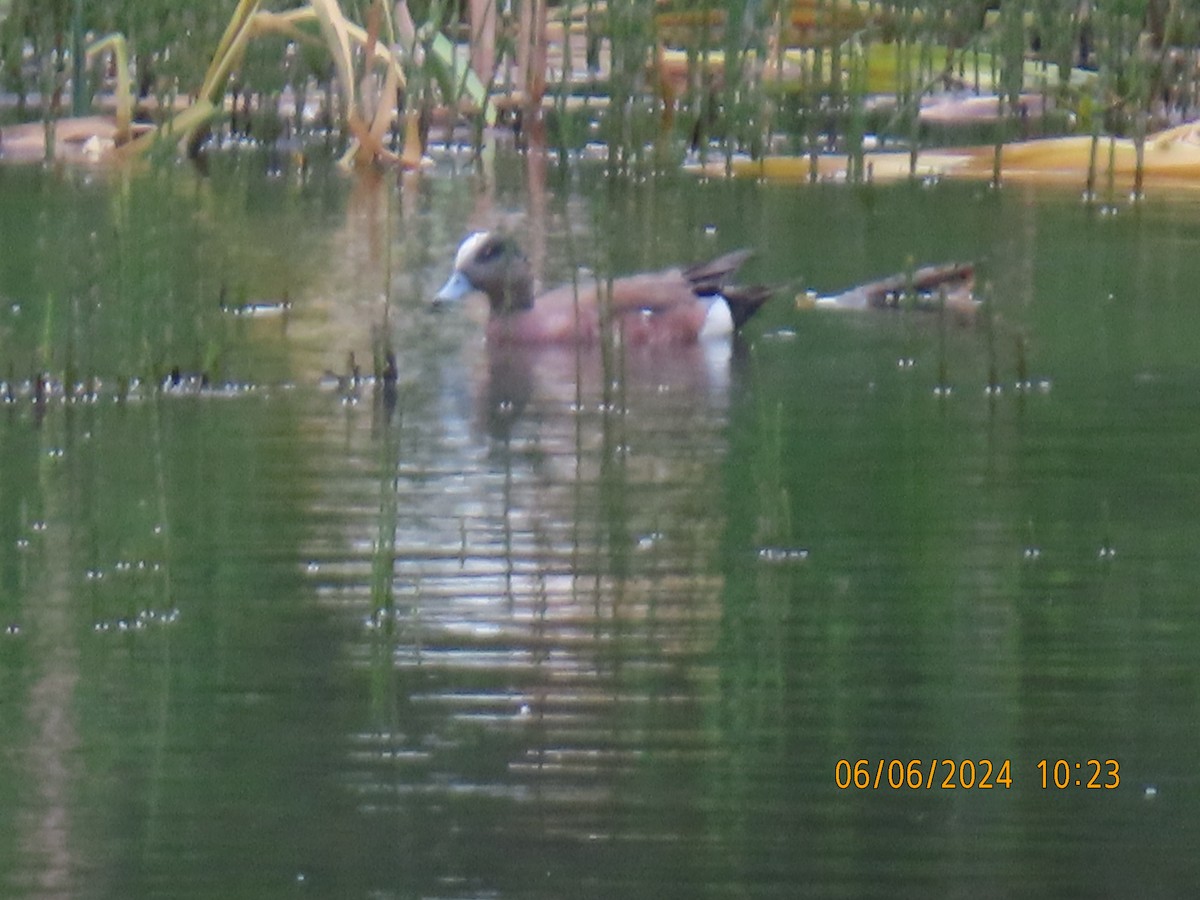 American Wigeon - ML620121915