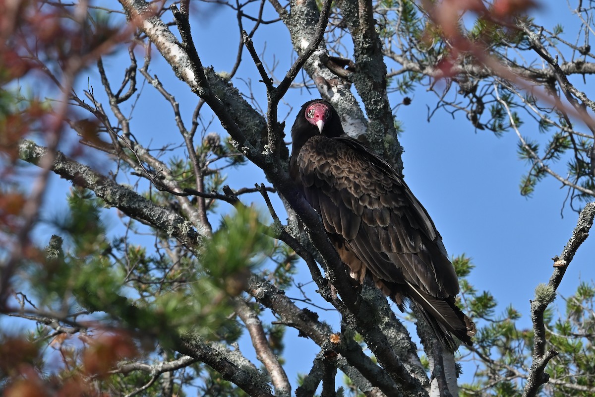 Turkey Vulture - ML620121924