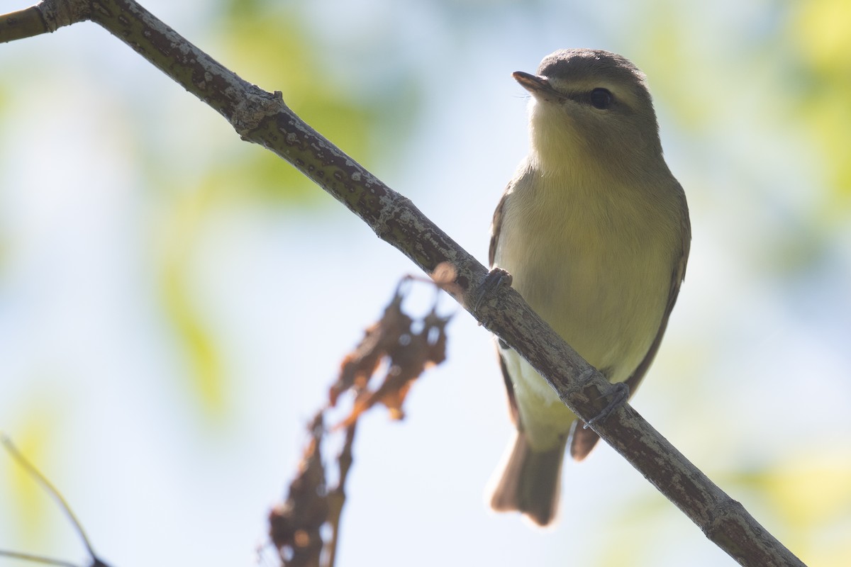 Philadelphia Vireo - Ben  Lucking