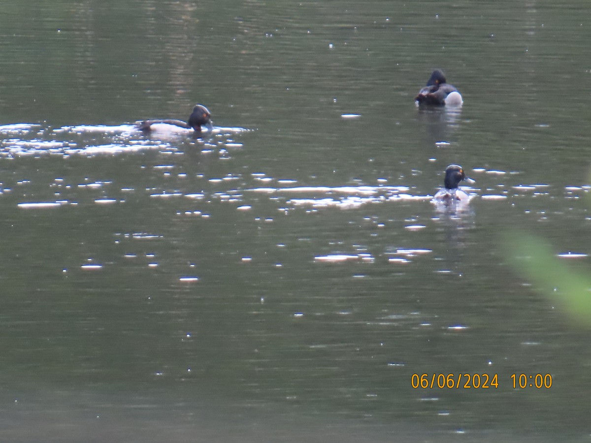 Ring-necked Duck - ML620121937