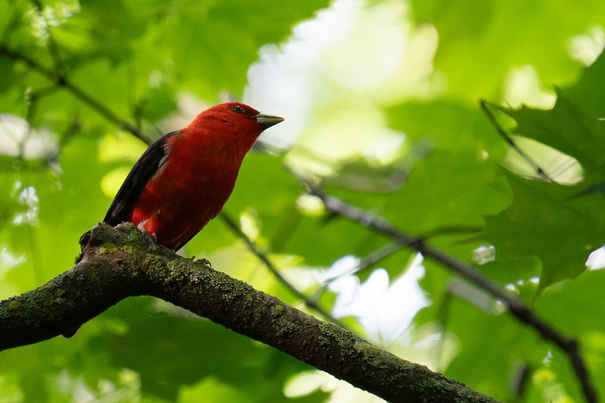 Scarlet Tanager - ML620121939