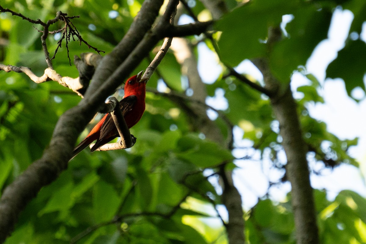 Scarlet Tanager - ML620121940
