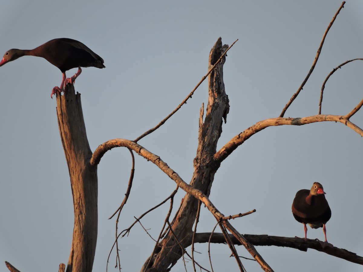 Black-bellied Whistling-Duck - ML620121941