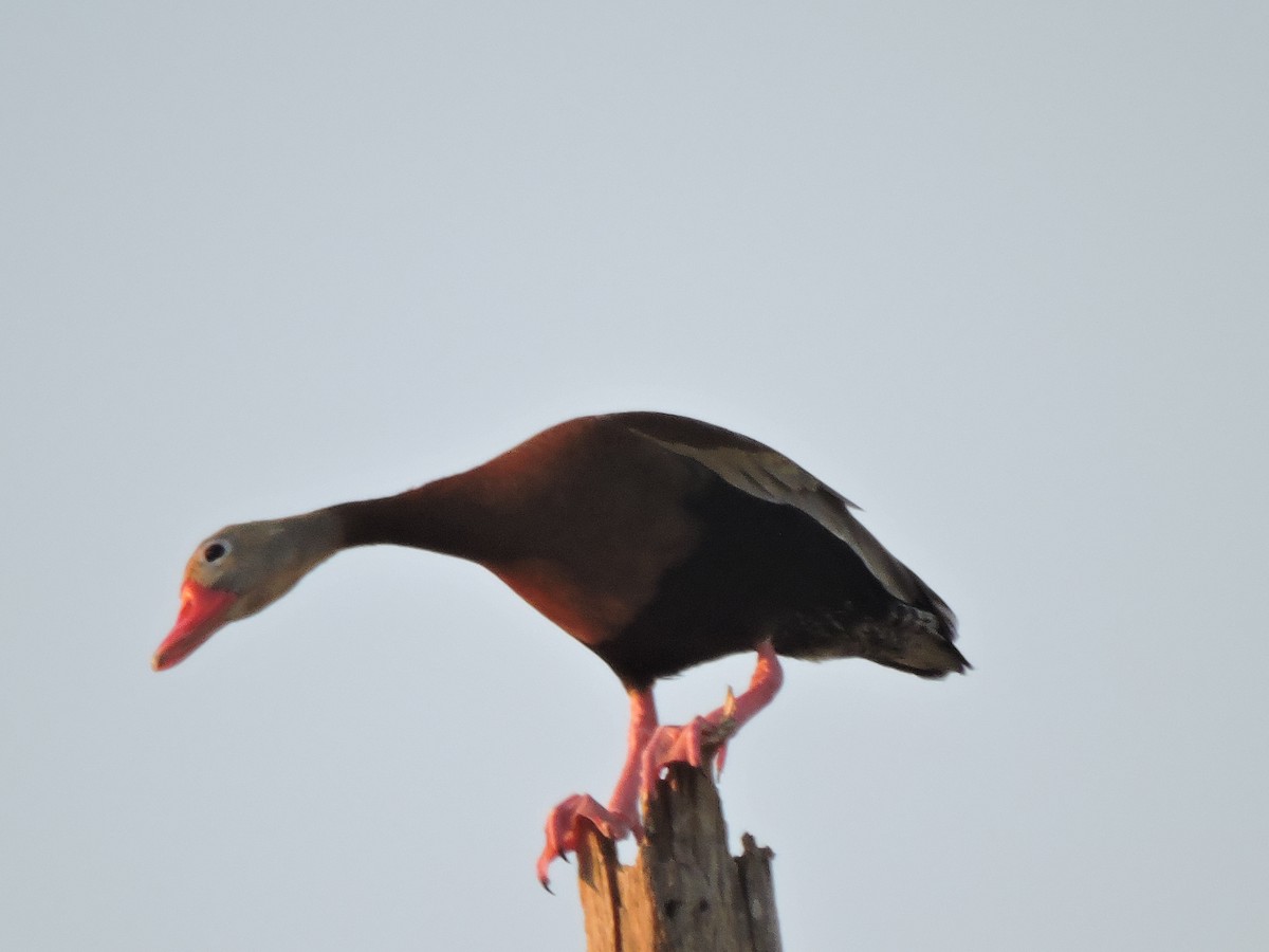 Black-bellied Whistling-Duck - ML620121943