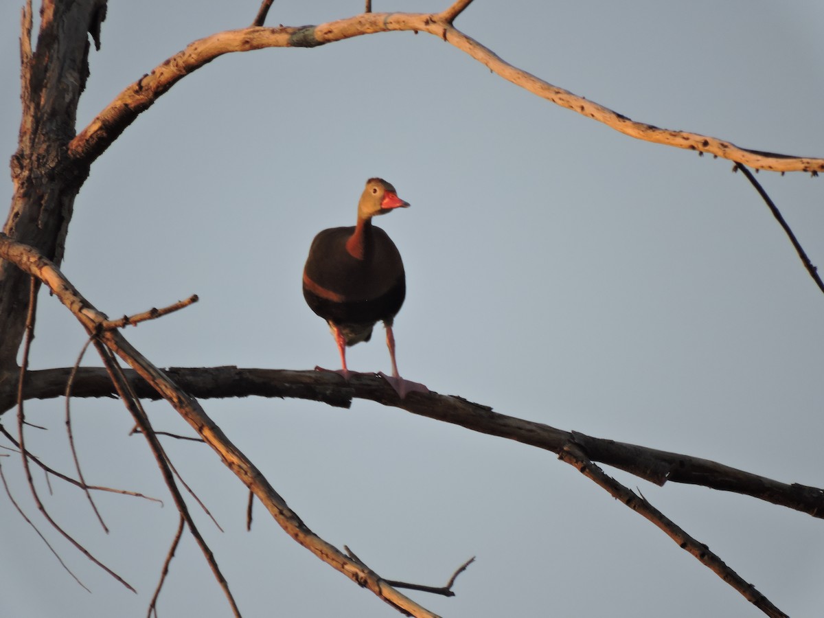 Black-bellied Whistling-Duck - ML620121944