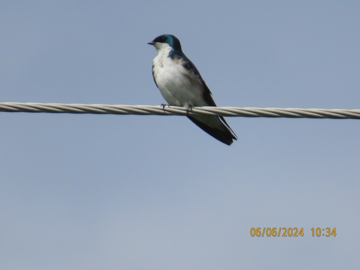 Tree Swallow - gabrielle jastrebski