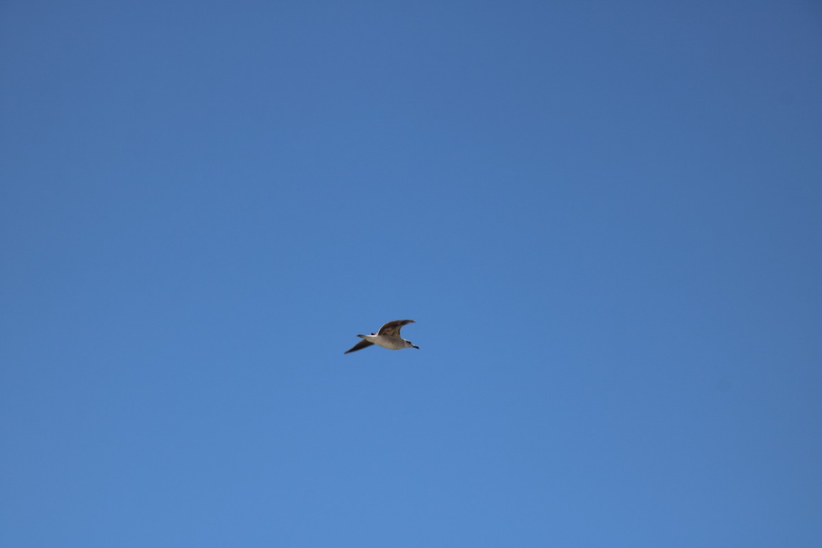 Одуэнова чайка - ML620121956