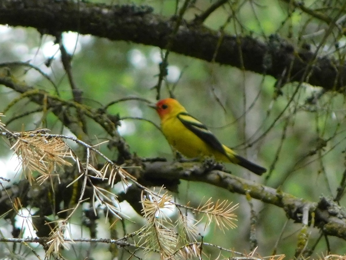 Western Tanager - ML620121962