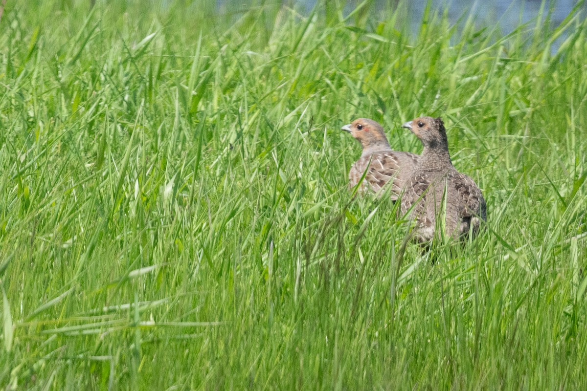 Gray Partridge - ML620121963