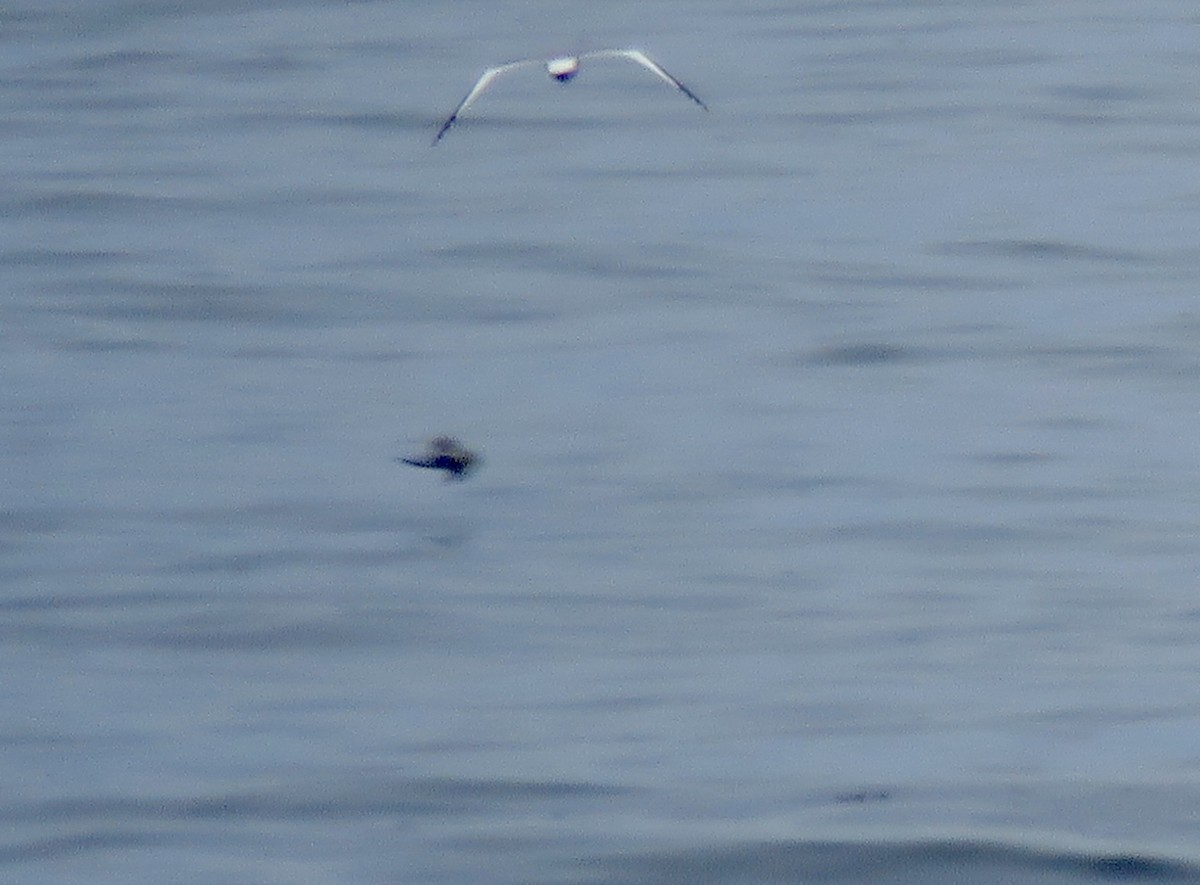 Fork-tailed Storm-Petrel - ML620121965