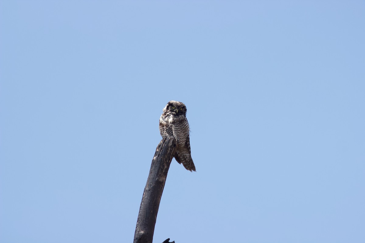 Northern Hawk Owl - ML620121969