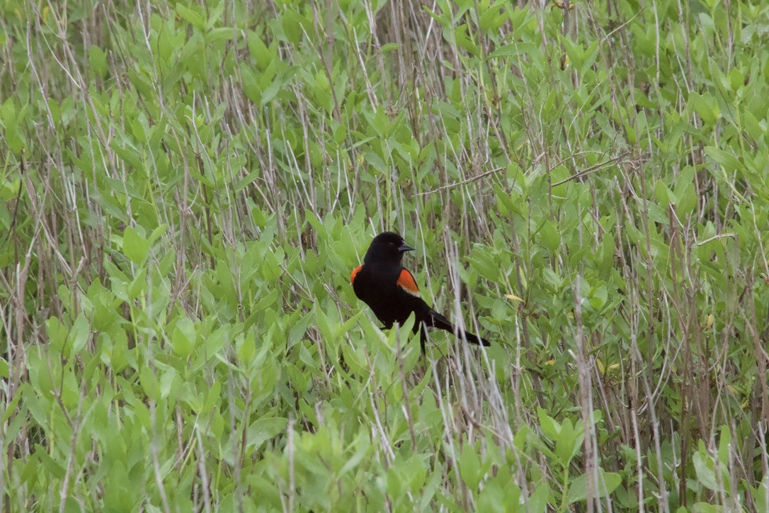 Red-winged Blackbird - ML620121974
