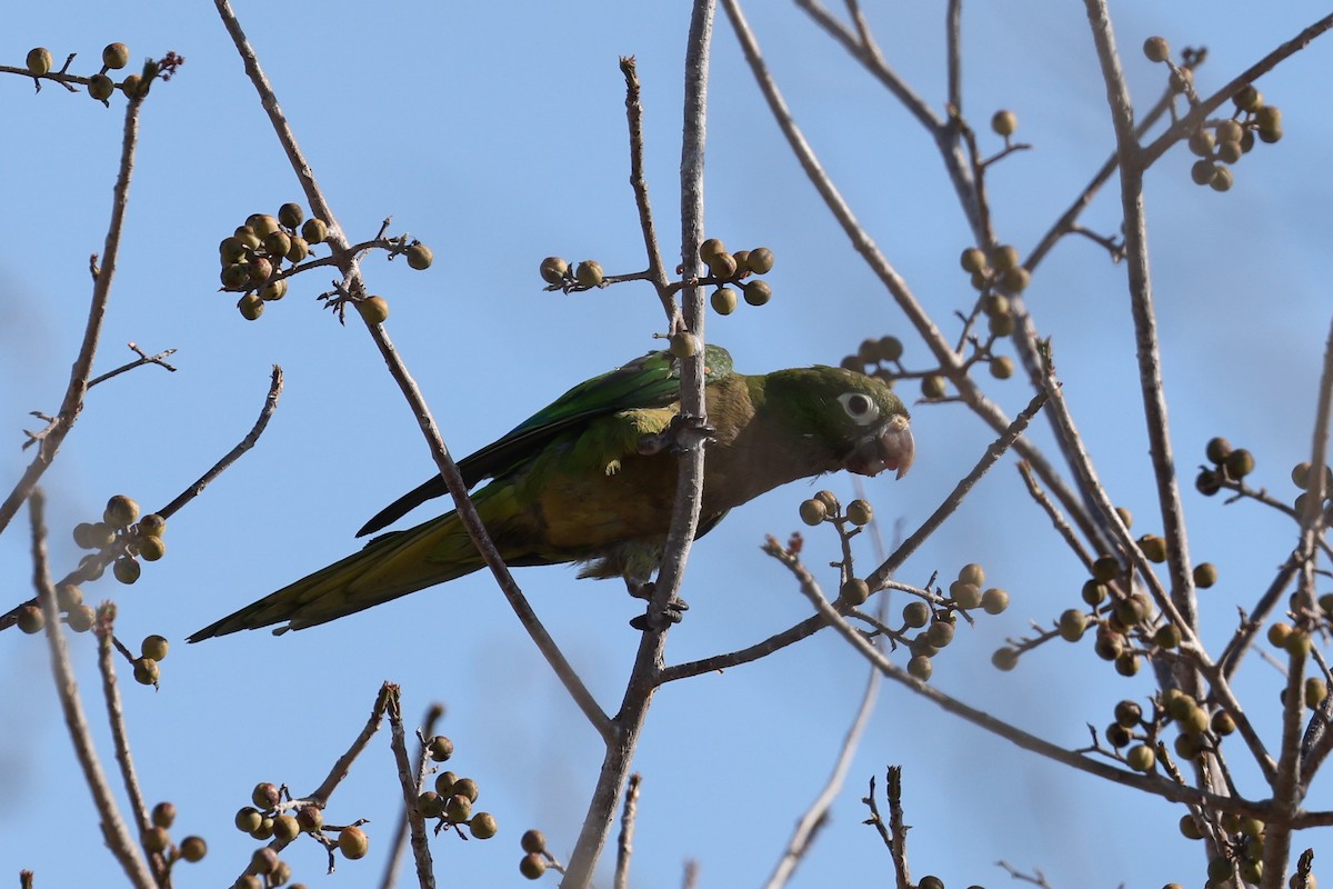 Olive-throated Parakeet (Aztec) - ML620121988