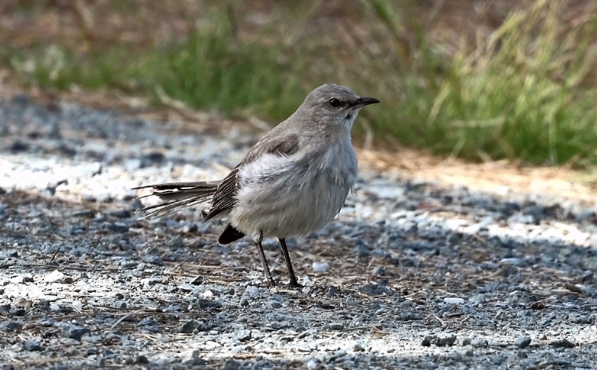 Northern Mockingbird - ML620121990