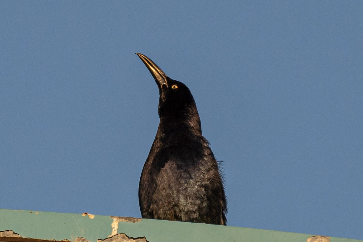 Great-tailed Grackle - ML620122001