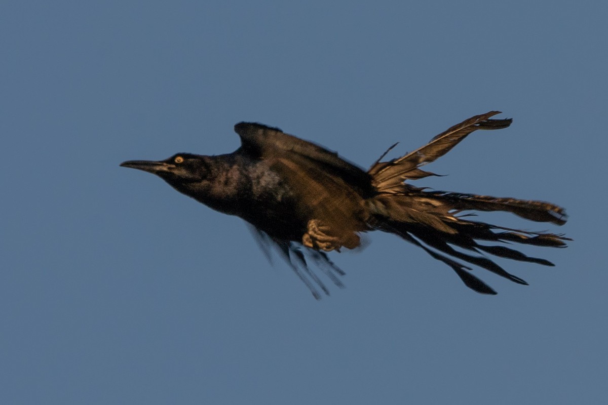 Great-tailed Grackle - ML620122004