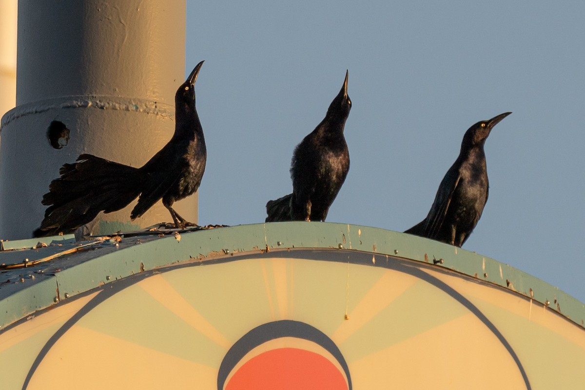 Great-tailed Grackle - ML620122005