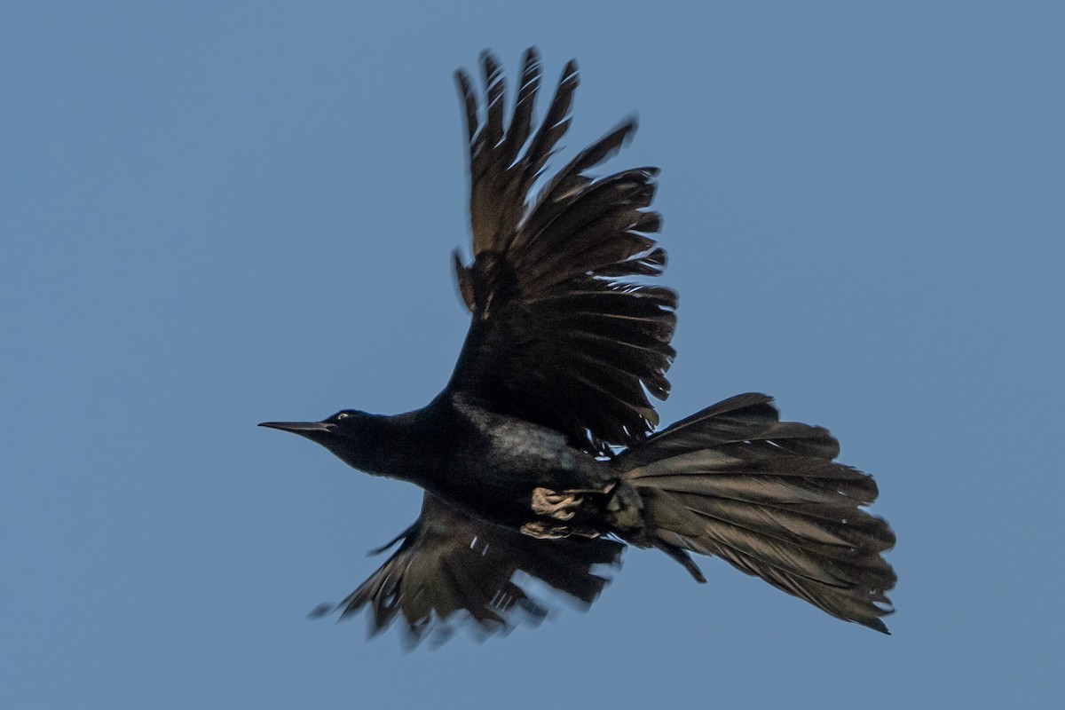 Great-tailed Grackle - ML620122006