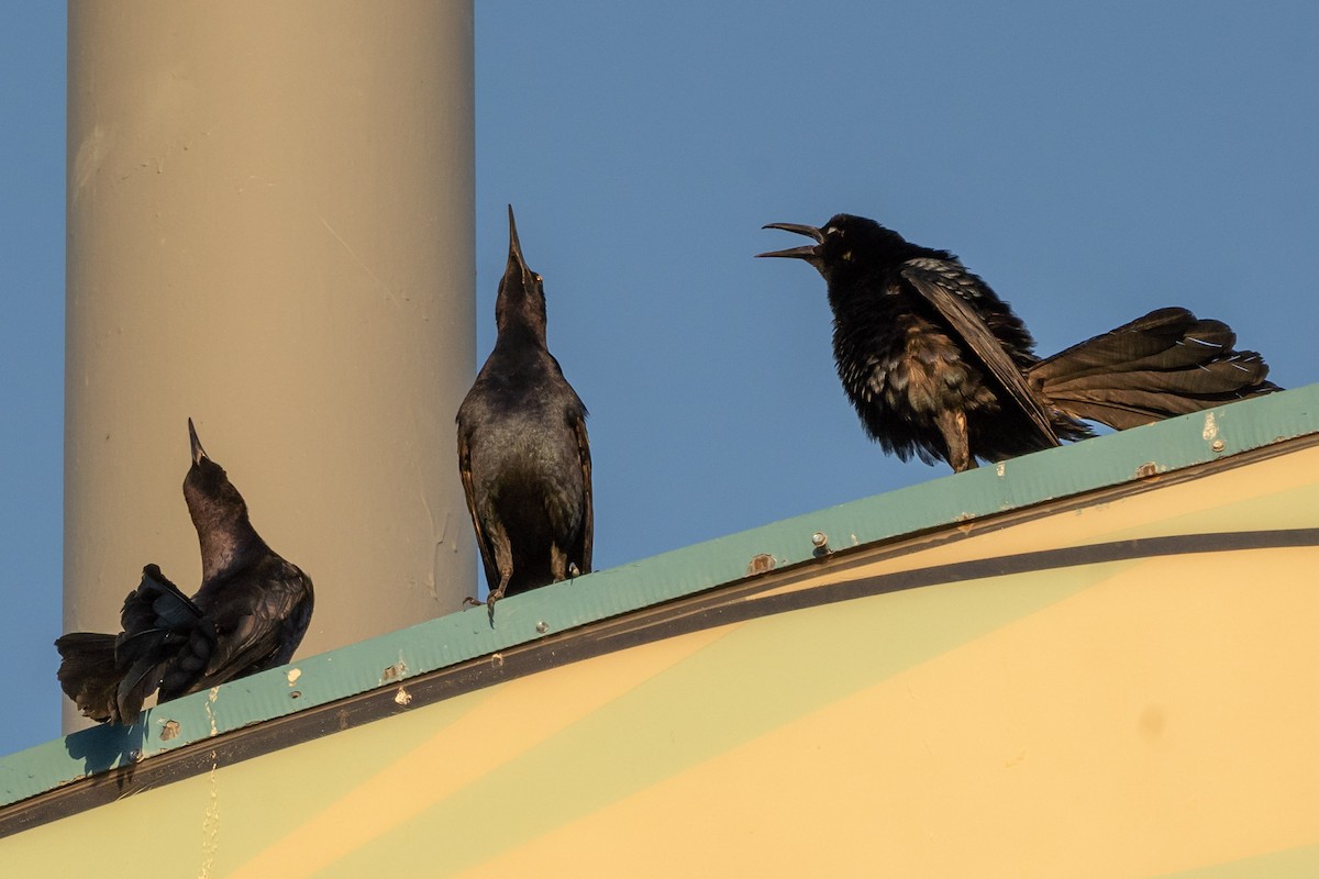 Great-tailed Grackle - ML620122007