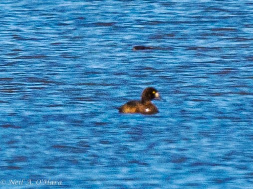Greater Scaup - ML620122029