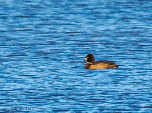Greater Scaup - ML620122030