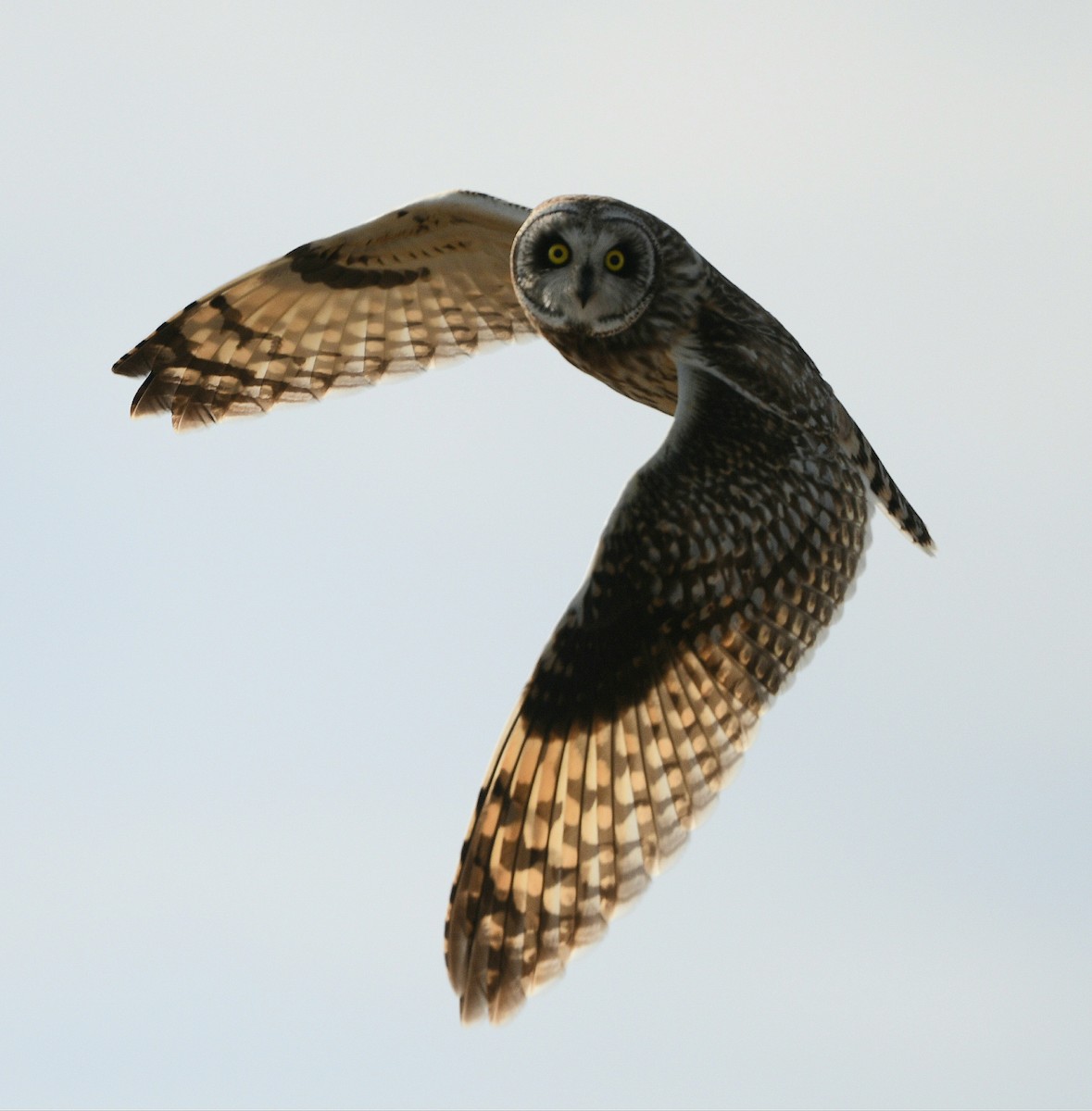 Short-eared Owl - ML620122032